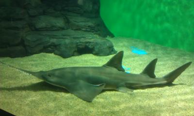 Shanghai Ocean Aquarium